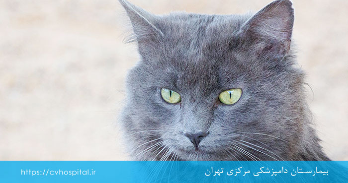 نژاد گربه راشن بلو