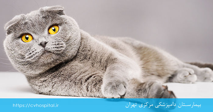 نژاد گربه اسکاتیش فولد