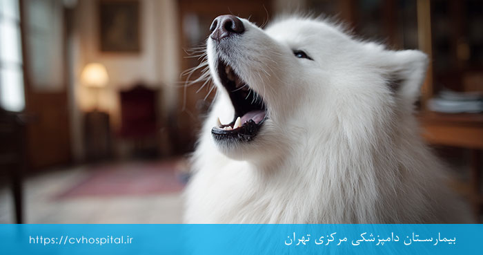 نشانه اضطراب جدایی سگ