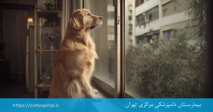 درمان اضطراب جدایی سگ