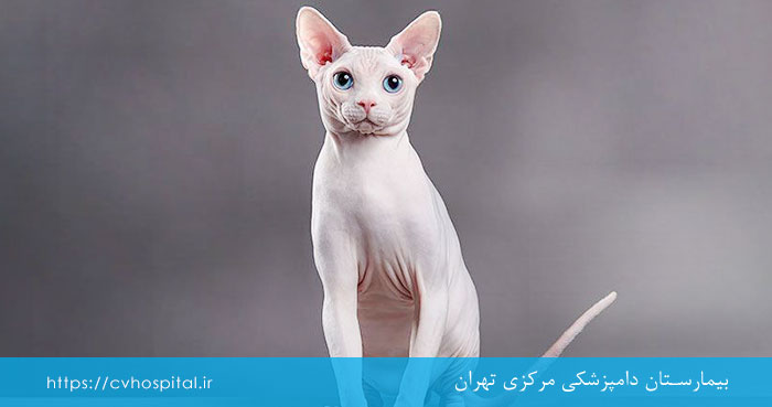 نژاد گربه اسفینکس