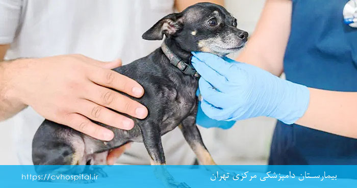 استیج کلاپس نای سگ