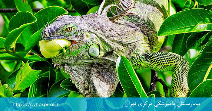 سبزیجات برای ایگوانا