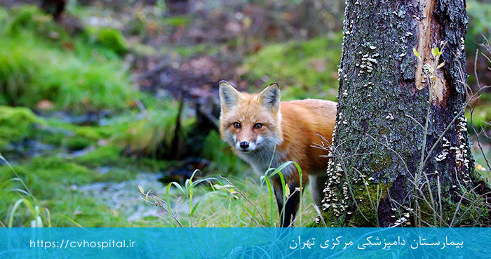 هاری در حیوانات مختلف