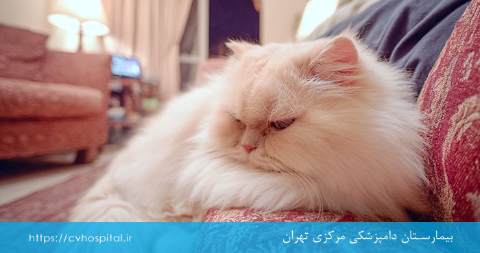 علائم افسردگی در گربه