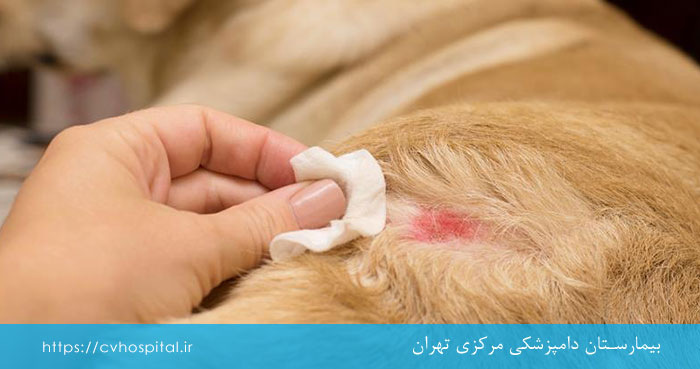 علائم کک و کنه سگ