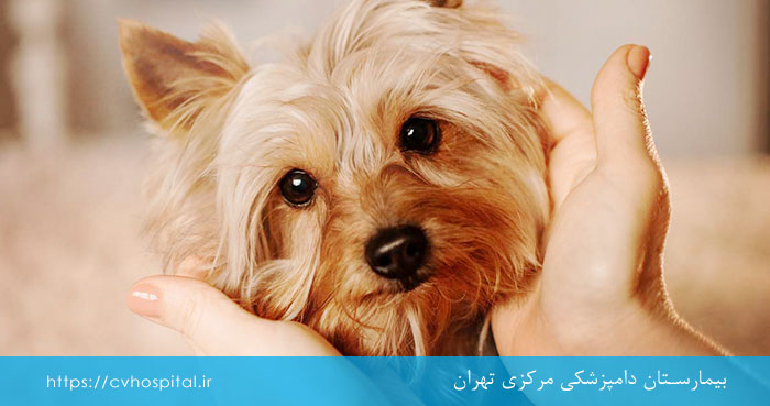علائم کلاپس نای سگ