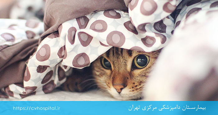 درمان افسردگی حیوانات خانگی