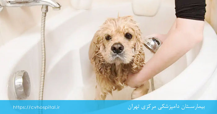 حمام کردن سگ مبتلا به جرب