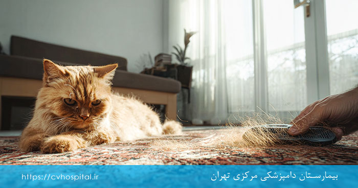 علت ریزش موی گربه
