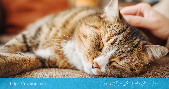قارچ پوستی گربه چیست