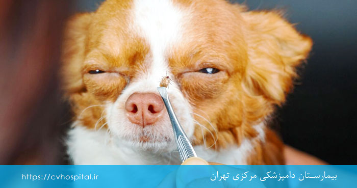 بیماری لایم سگ چیست