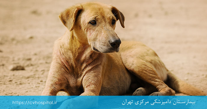بیماری جرب سگ چیه
