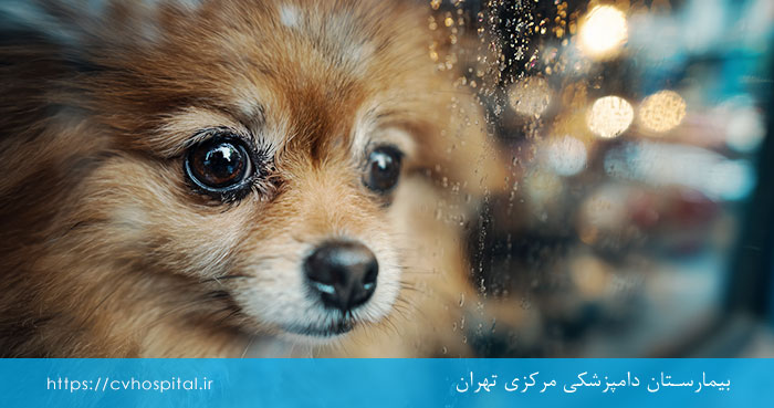 اضطراب جدایی سگ چیست؟