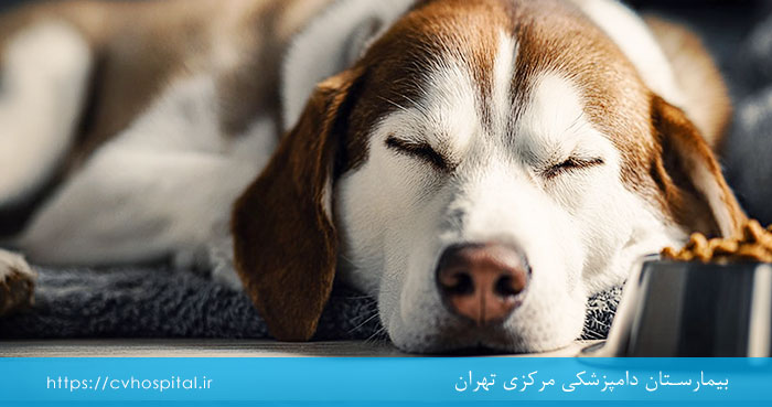 مقدار خواب نرمال برای سگ
