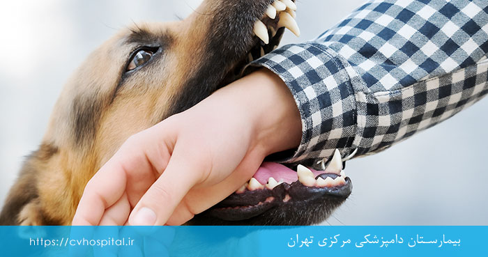 گاز گرفتن سگ