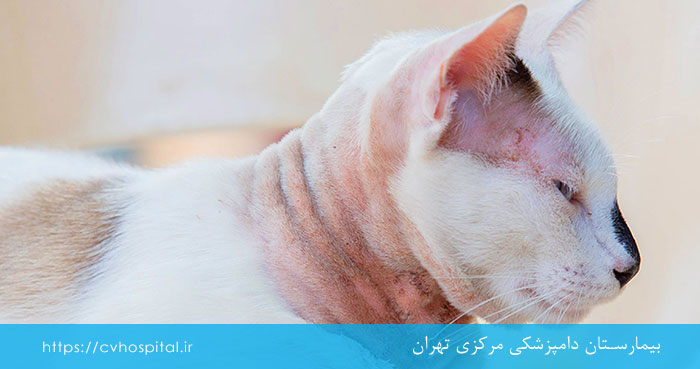 مراجعه به پزشک برای ریزش موی گربه
