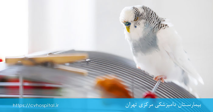 افسردگی پرنده