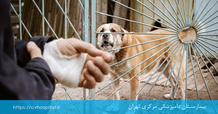 گاز گرفتن سگ هار