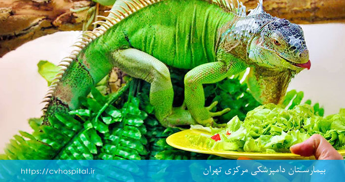 غذای ایگوانا چیست؟