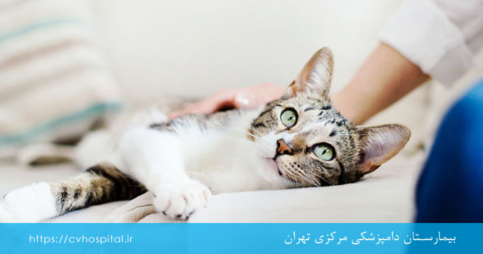رشد غیرطبیعی بچه گربه