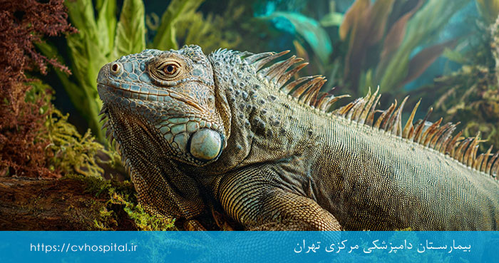 میزان خطر ایگوانا