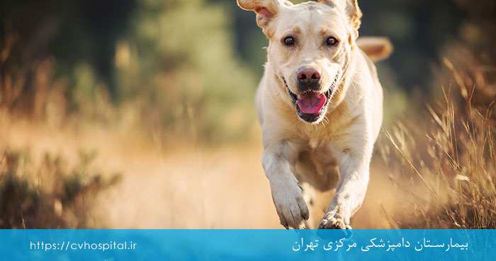 علائم آناپلاسموز در سگ