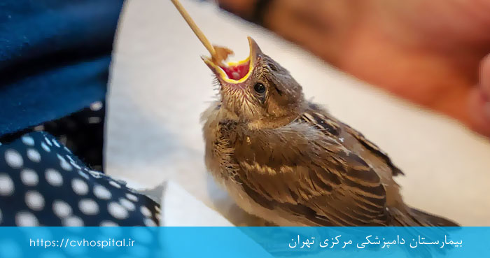 پیشگیری از گیر کردن غذا در گلوی پرنده