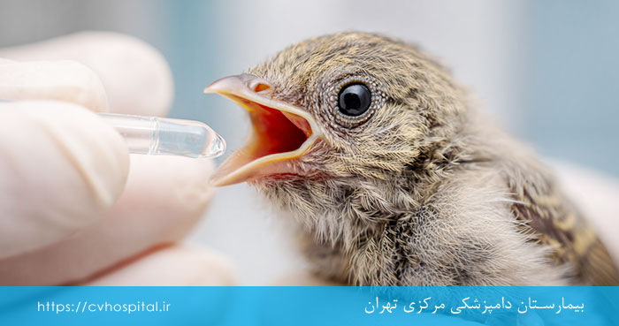 علائم خفگی در پرندگان