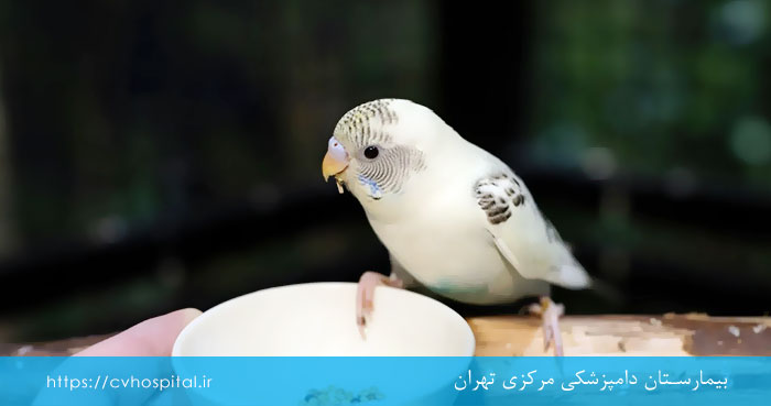 گیر کردن غذا در گلوی پرندگان