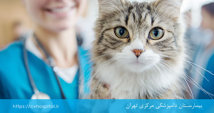 آندوسکوپی بینی سگ و گربه