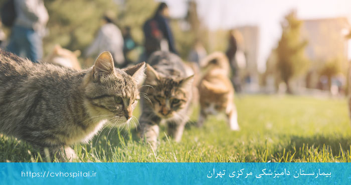 گربه با شکیه چشم جدا شده