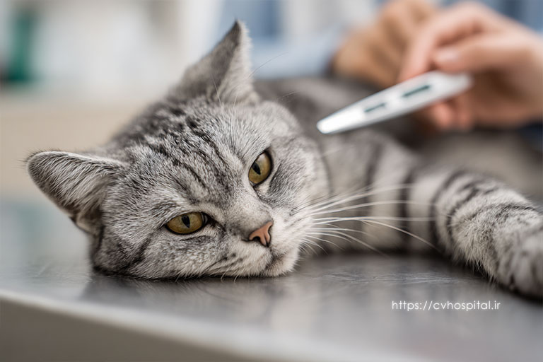 تب گربه با منشا نامشخص