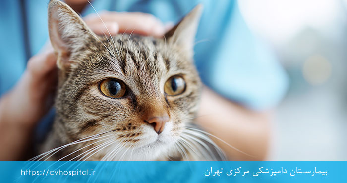 علت تب داشتن گربه