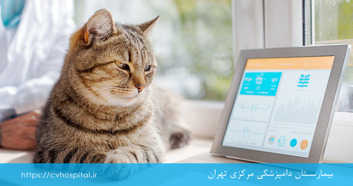 خطر تب گربه