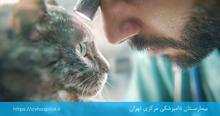 درمان جداشدن شبکیه چشم در گربه ها