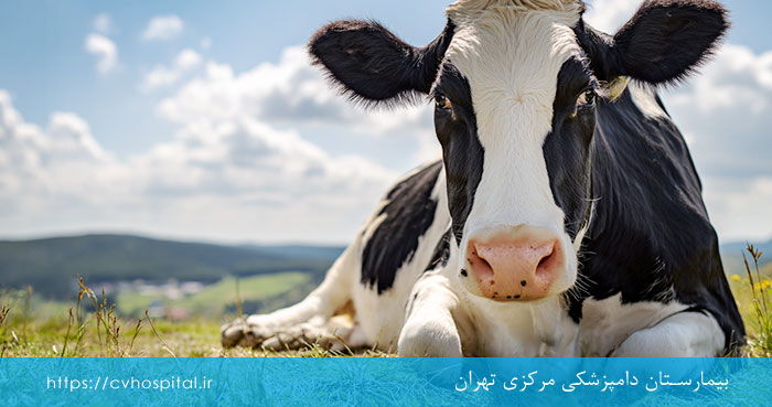 علائم تب مالت