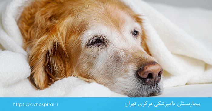 ریکاوری آناپلاسموز