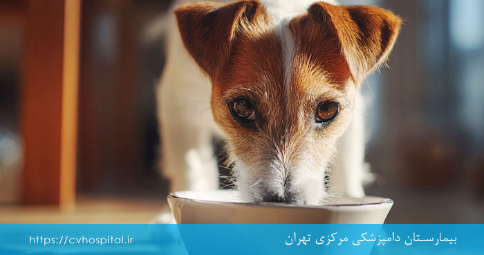 علت آب نخوردن سگ