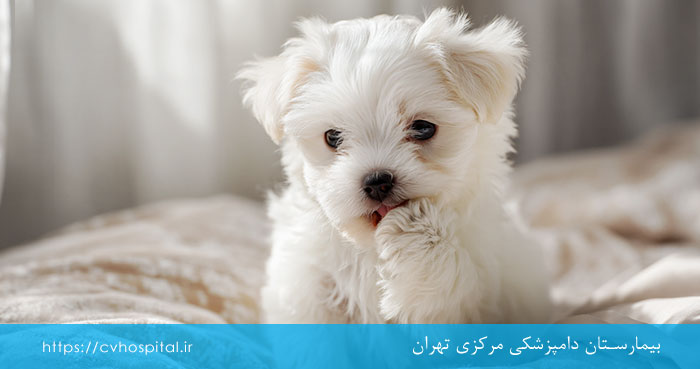 تشخیص قارچ و جرب سگ
