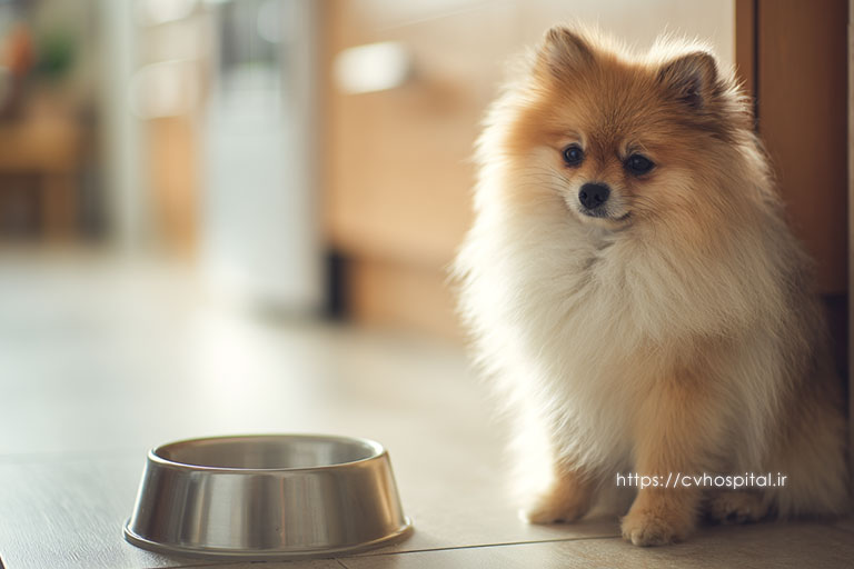 آب نخوردن سگ