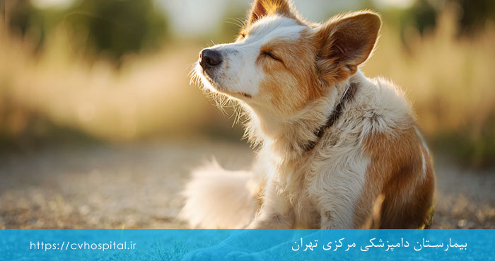 تفاوت قارچ و جرب سگ