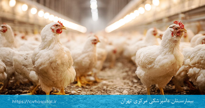 عامل بیماری کاهش تخم گذاری مرغ ها