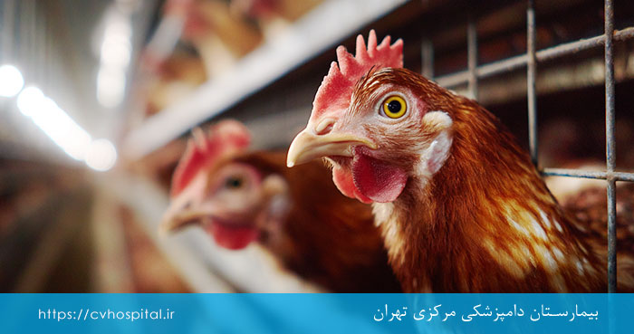 مراقبت از مرغ ها در برابر ویروس