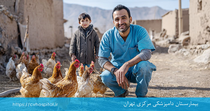انتقال ویروس به مرغ ها و کیفیت کم تخم گذاری آن ها