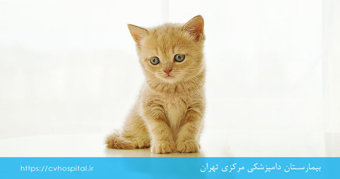 پیشگیری از بوی بد دهان بچه گربه