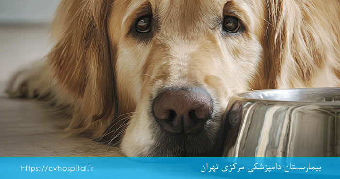 علائم کم آبی بدن سگ