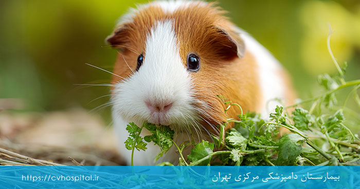 سبریجات مناسبر برای خوکچه هندی