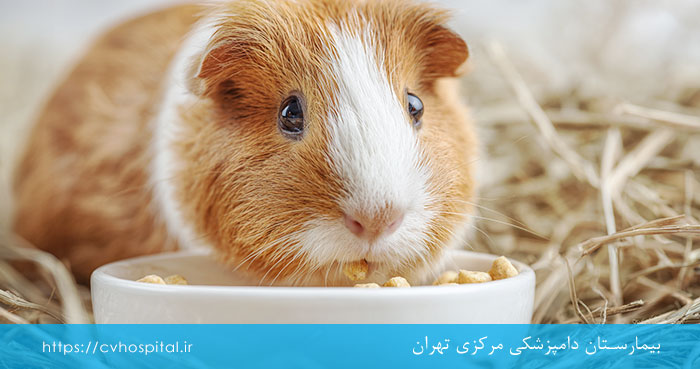 یونجه خوردن خوکچه هندی