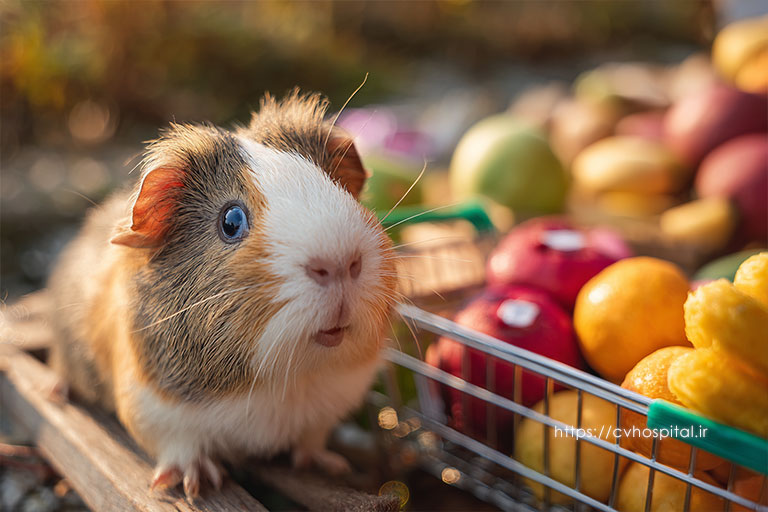 غذای خوکچه هندی